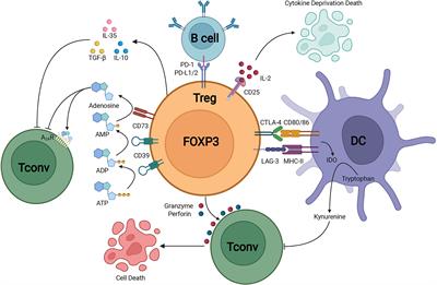 The Dynamic Role of FOXP3+ Tregs and Their Potential Therapeutic Applications During SARS-CoV-2 Infection